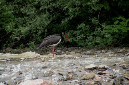 image015
