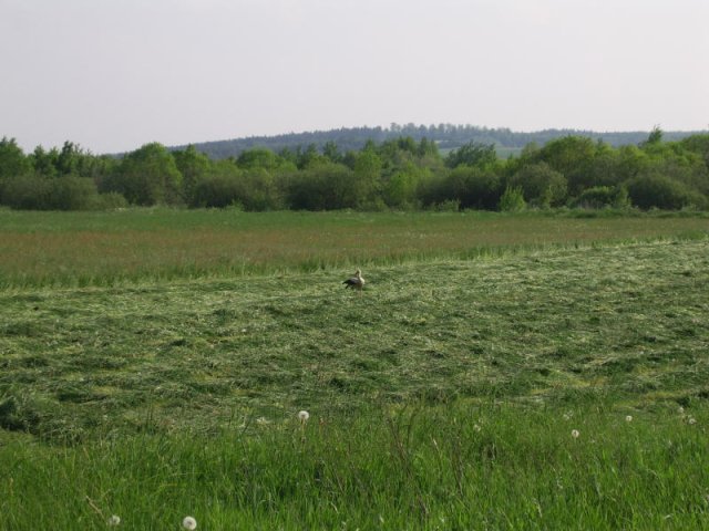 ssa41692